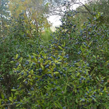 בית נופש Domaine Valdaronu *